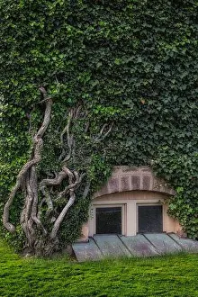 New Jersey Prints: Nassau Hall Princeton Ivy - Exterior view of Old Nassau English Ivy growing on building in Princeton University in New