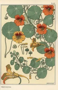 Ceramic Prints: Nasturtium botanical study. Lithograph by M