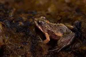 Congo Prints: Natal dwarf puddle frog (Phrynobatrachus natalensis)