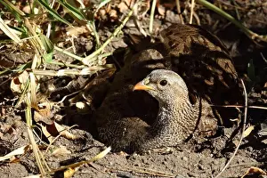 Tier Prints: Natalfrankolin / Natal francolin or Natal spurfowl / Francolinus natalensis val Pternistis natalensis
