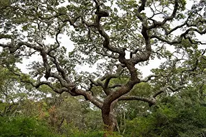 Zimbabwe Prints: National Botanic Gardens, Harare, Zimbabwe
