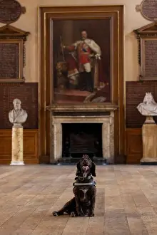 Sniffing Prints: National Dogs Day - Pip