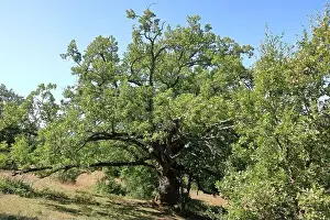 the National park galicica in North Macedonia near Elshani