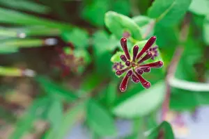 Honeysuckle Prints: native Australian Lonicera honeysuckle firecracker plant outdoor in sunny backyard shot at shallow depth of field