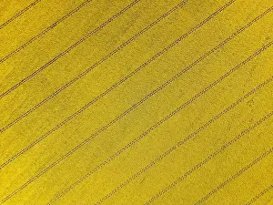 Natural abstract, sunflowers field from above with geometric patterns of tractor trails