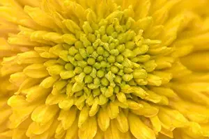 Natural background of petals patterns of yellow color flower in full frame for background. used selective focus