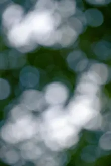 Sunbeams Prints: Natural Bokeh Background of Green Leaves