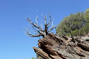Bonsai Prints: Natural bonsai dead tree on a rocky outcrop with the moon in the background