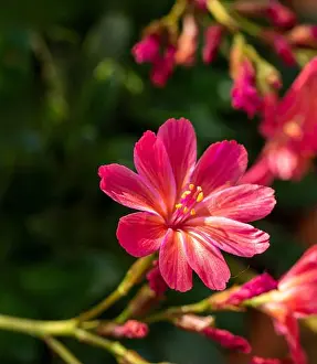 Flowering Plant Prints: Natural close up flowering plant portrait of Lewisia Cotyledon Hybrid