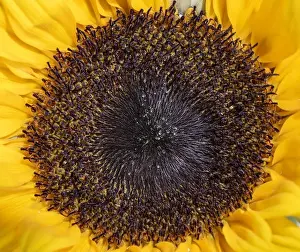 Helianthus Prints: Natural color macro of the single isolated heart of a yellow sunflower blossom in bright sunshine
