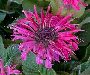 Natural color macro of a single scarlet red blossom of a monarda didyma/crimson beebalm/scarlet beebalm/scarlet
