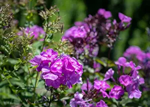 Natural color outdoor image of violet phlox blossoms in a field of plants on a sunny summer day with natural blurred