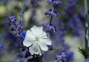 Impressionistic Prints: Natural color outdoor macro of a wide open white blooming crown campion
