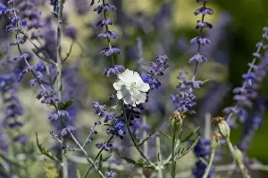 Depth Of Field Prints: Natural color outdoor macro of a wide open white blooming crown campion with an insect surrounded by dark blue violet