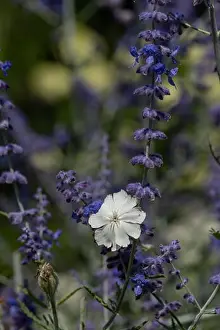 Perovskia Prints: Natural color outdoor macro of a wide open white blooming crown campion surrounded by dark blue violet perovskias