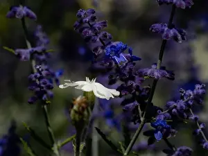 Depth Of Field Prints: Natural color outdoor macro of a wide open white blooming crown campion surrounded by dark blue violet perovskias