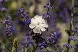 Depth Of Field Prints: Natural color outdoor macro of a wide open white blooming crown campion surrounded by dark blue violet perovskias
