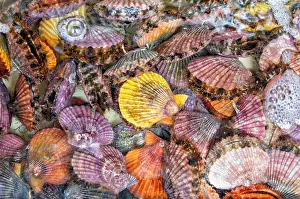 Molluscs Prints: Natural colorful background with alive different types of mollusks