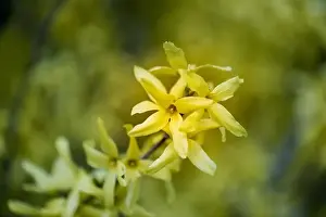 Natural colorful outdoor macro of fresh blossoms of a yellow forsythia with blurry background