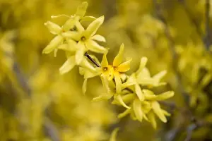 Natural colorful outdoor macro of fresh blossoms of a yellow forsythia with blurry background