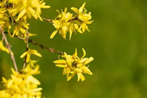 Forsythia Prints: Natural colorful outdoor macro of fresh blossoms of a yellow forsythia with blurry background