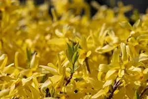 Natural colorful outdoor macro of fresh green leaves of a yellow forsythia with blurry background