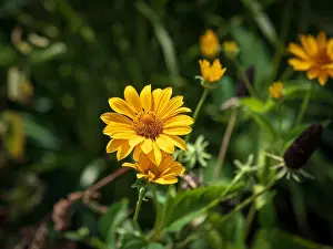 Pharmaceutics Prints: Natural floral bright color outdoor macro of a yellow pot marigold/ruddles/common marigold/Scotch marigold blossom