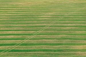 Images Dated 3rd August 2019: Natural Green Field Background With Trails Lines. View Top View Of Field With Growing Young Green