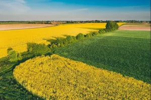 Oilseed Prints: Natural Green Field With Trails Lines In Blooming Canola Yellow Flowers
