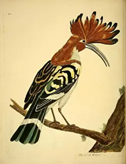 Watercolor Painting Prints: A natural history of birds (Numb. XLII) (9315225136)