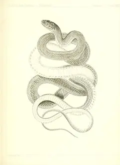 The natural history of Washington territory (Reptiles-Plate XXIII)