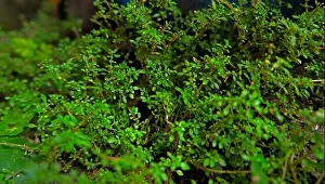 Wild Plant Prints: Natural Landscape Macro, Wild And Green Grass (Bacopa Monnieri)