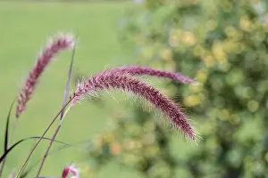 Natural outdoor color macro of a single isolated chinese pennisetum/chinese fountaing/dwarf fountain/foxtail fountain