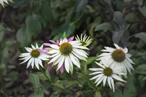 Coneflower Prints: Natural outdoor floral macro of a group of wide open white yellow green coneflower/echinacea blossom on natural green