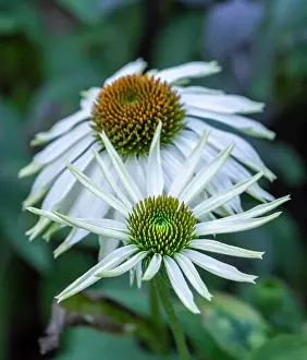 Depth Of Field Prints: Natural outdoor floral macro of a pair of wide open white yellow green coneflower/echinacea blossom on natural colorful