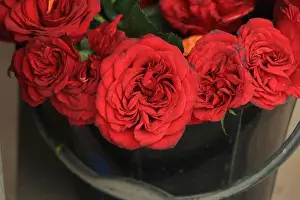 Sweetheart Prints: Natural red roses background. atmosphere of celebration, love and celebration