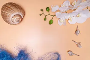Seashell Prints: Natural Seashells, safe housing for marine life. On a beige background with orchid flowers