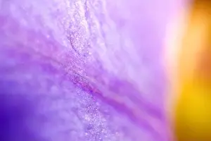 Cleanliness Prints: Natural violet leaves plants. Abstract purple shiny background