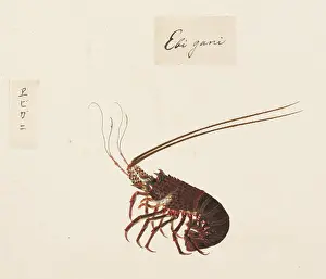 Spiny Lobster Prints: Naturalis Biodiversity Center RMNH