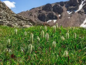 Earrings Prints: Nature of Altai mountains: Salix Arctica (arctic willow)