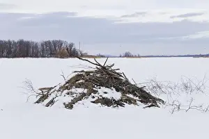 Quebec Province Prints: Nature, beaver habitat, Province of Quebec, Canada, North America