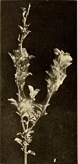 Bookyear1901 Prints: Nature biographies; the lives of some every-day butterflies; moths; grasshoppers and flies