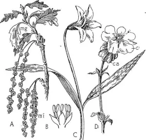 Bookpublisher Prints: Nature and development of plants