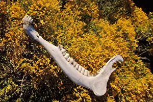 Jawbone Prints: Nature, Jawbone and flowers