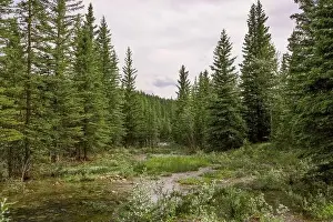 Holiday Lake Prints: Nature landscape view of a mountain river in a coniferous forest