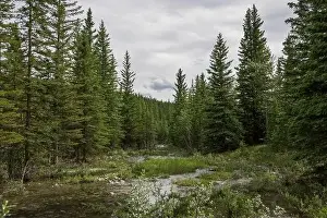 Holiday Lake Prints: Nature landscape view of a mountain river in a coniferous forest