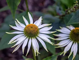 Pharmaceutics Prints: Nature outdoor floral macro of a wide open white yellow coneflower/echinacea blossom on natural blurred green