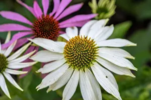 Pharmaceutics Prints: Nature outdoor floral macro of a wide open white yellow coneflower/echinacea blossom on natural blurred colorful