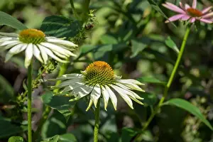 Pharmaceutics Prints: Nature outdoor floral macro of a wide open white yellow coneflower/echinacea blossom on natural blurred colorful