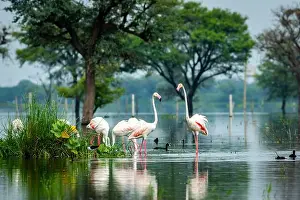 Animal Wildlife Prints: nature scenery or natural painting by Greater flamingo flock or flamingos family during winter migration at Keoladeo